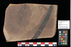 Foto (Objekt + Etikett) von Plantae indet. (NHMW-GEO-2024-0188-0288a)
